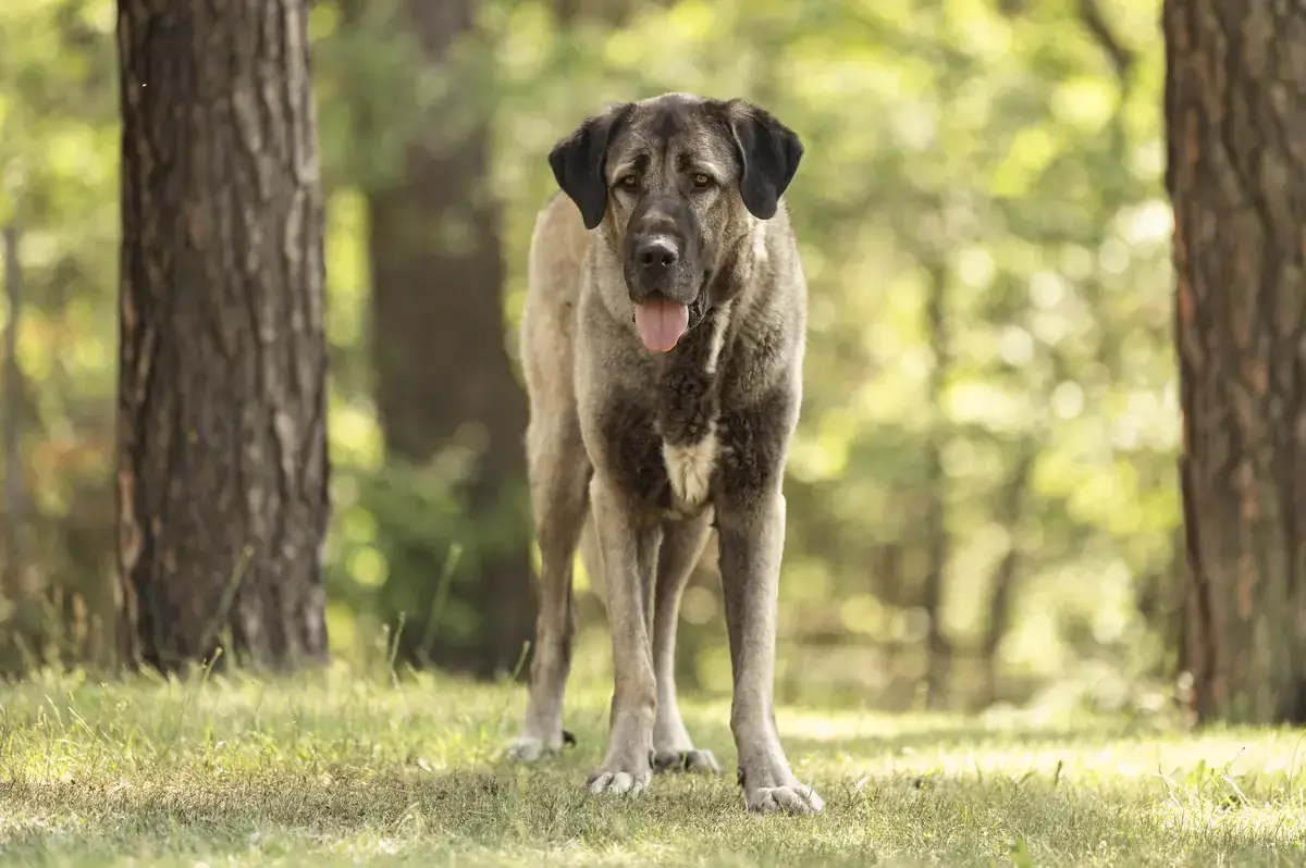 Bozo - Kangal-Hirtenhund - Bild 3