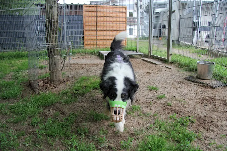 Mogli - Australian Shepherd - Bild 6