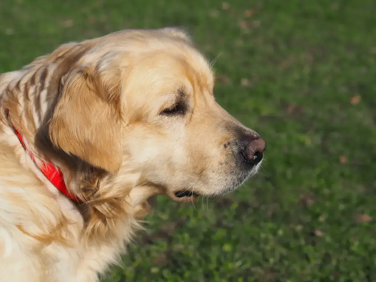 Nelson - Golden Retriever - Bild 2