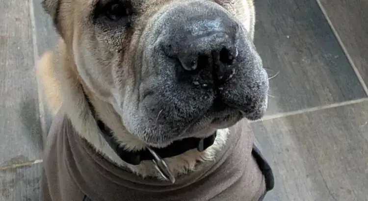 Choko - Shar-Pei - Bild 1