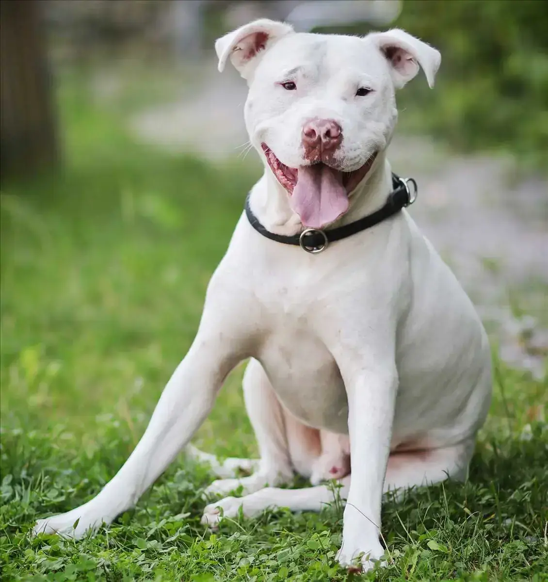ROCKET - American Staffordshire Terrier - Bild 2