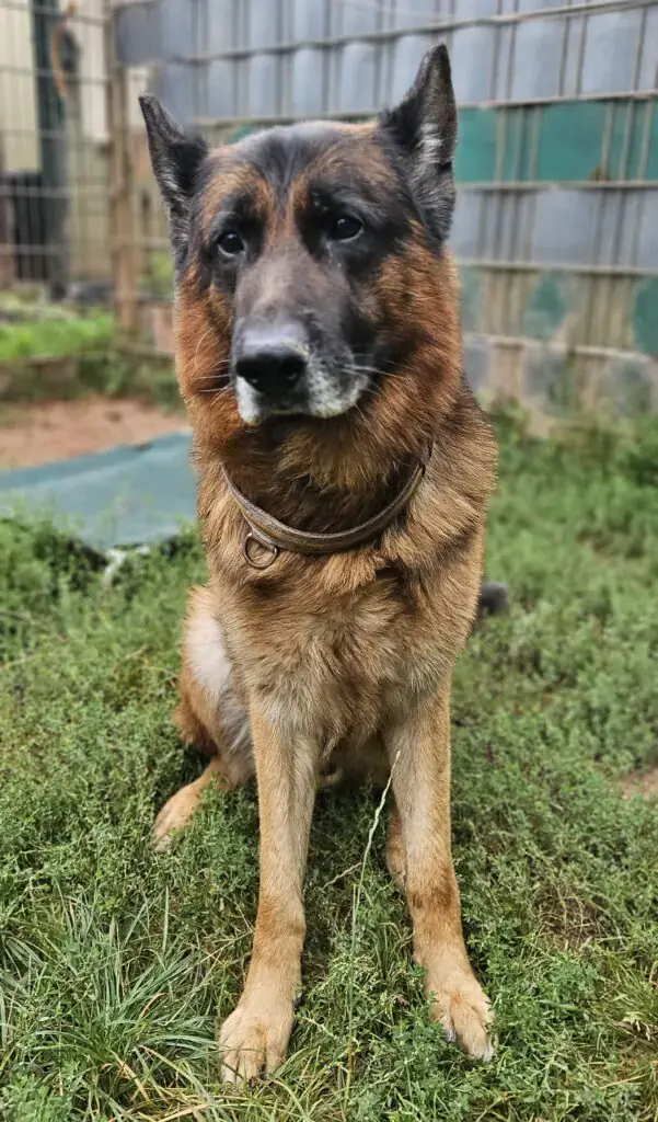 Deutscher Schäferhund Pablo