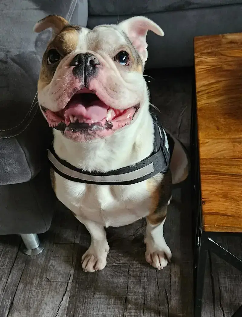 Ragnar - Englische Bulldogge, Französische Bulldogge - Bild 2