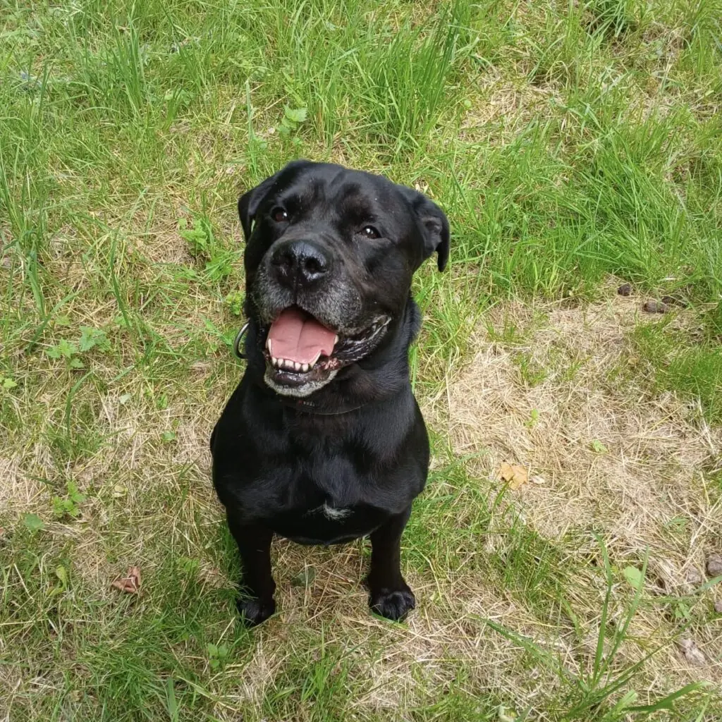 Tyson - Labrador Retriever - Bild 2
