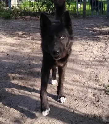Duncan – Hund – Bild 2