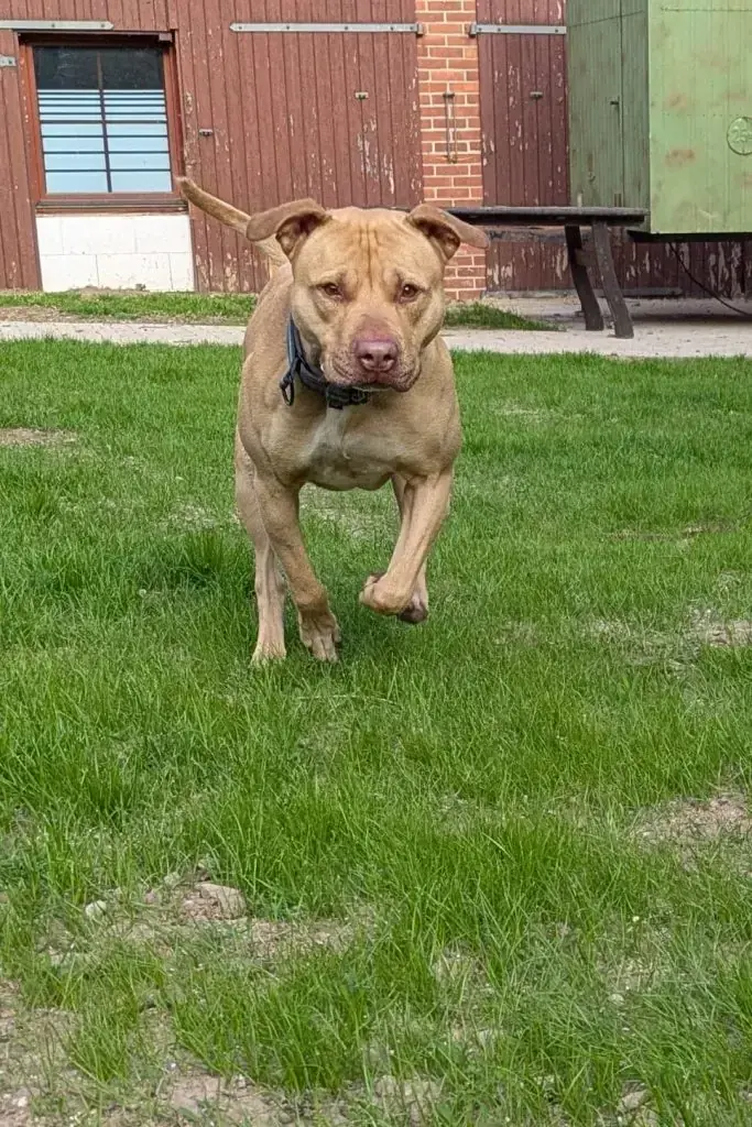 Ace - American Staffordshire Terrier - Bild 7