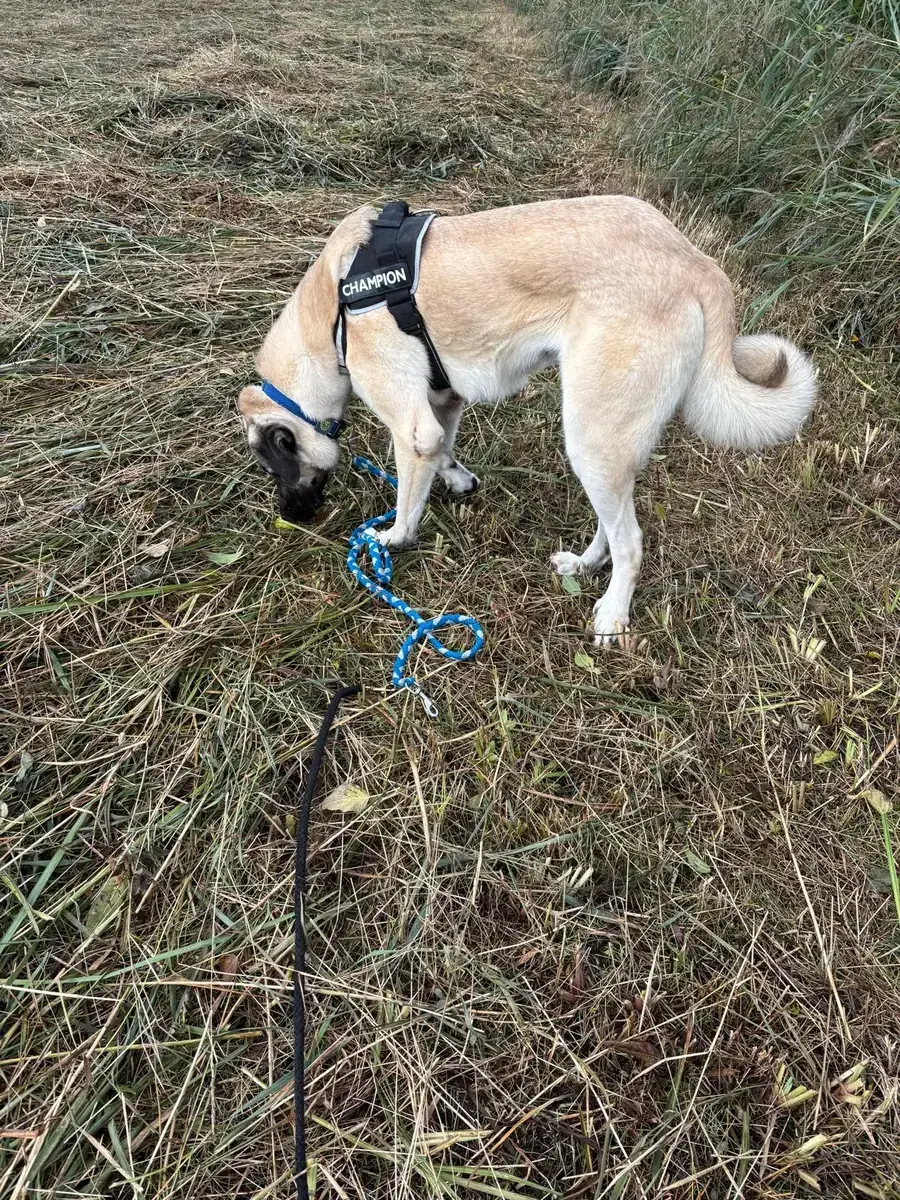 Matilda - Kangal-Hirtenhund - Bild 9