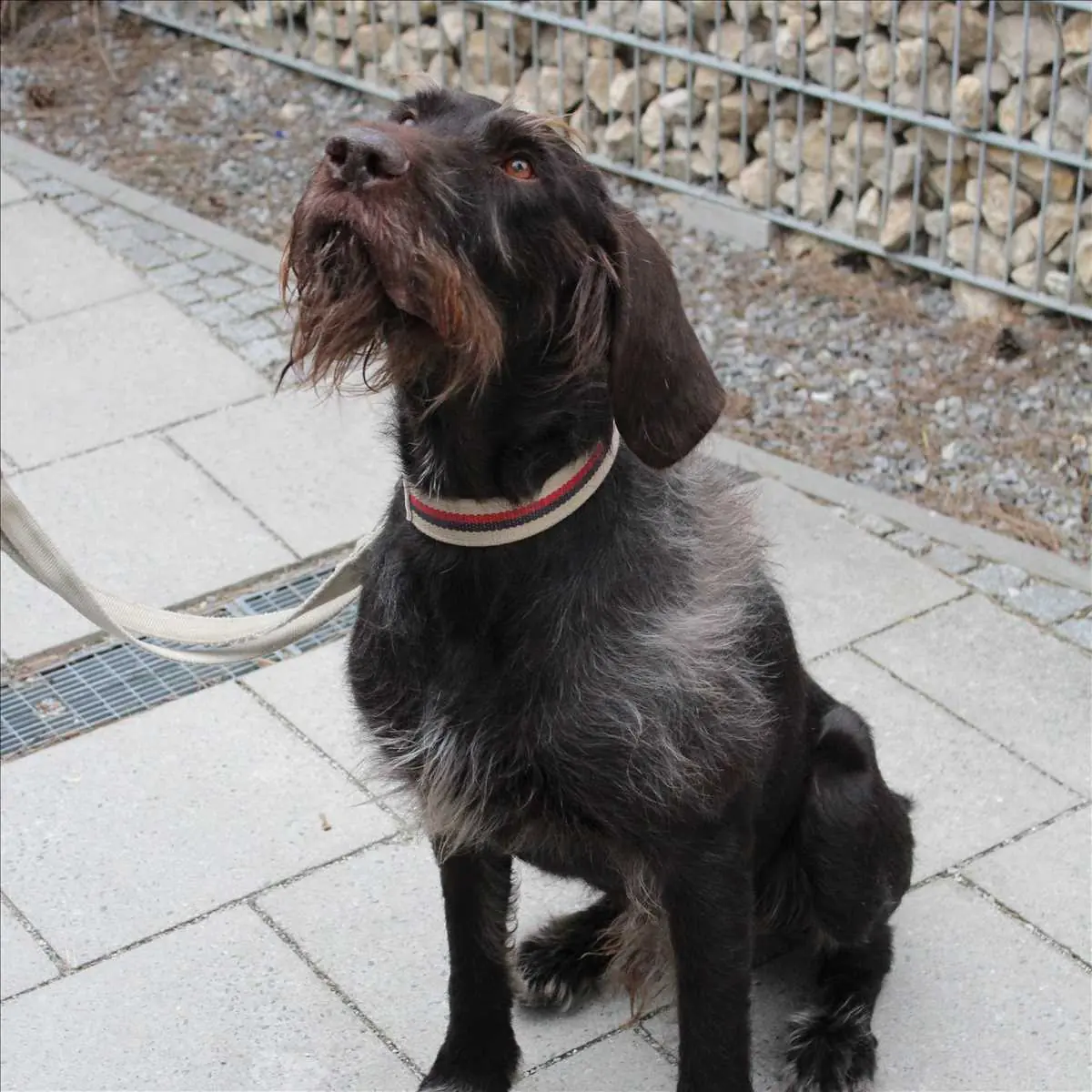 CARUSO -  - Bild 2