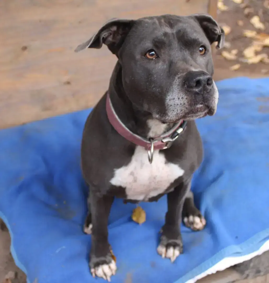 Bonnie - American Staffordshire Terrier - Bild 5