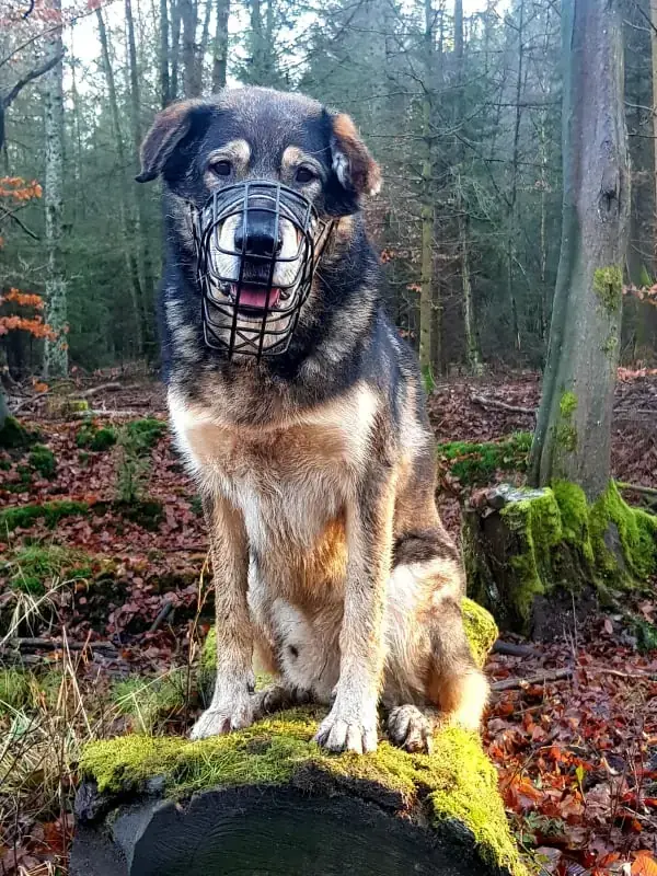 Sammy - Deutscher Schäferhund - Bild 2
