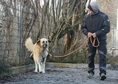 Lola – Hund – Bild 2