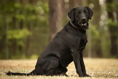 Maggeroni – Labrador Retriever – Bild 3