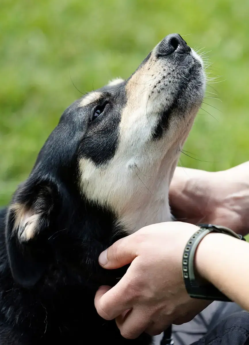Balu -  - Bild 3