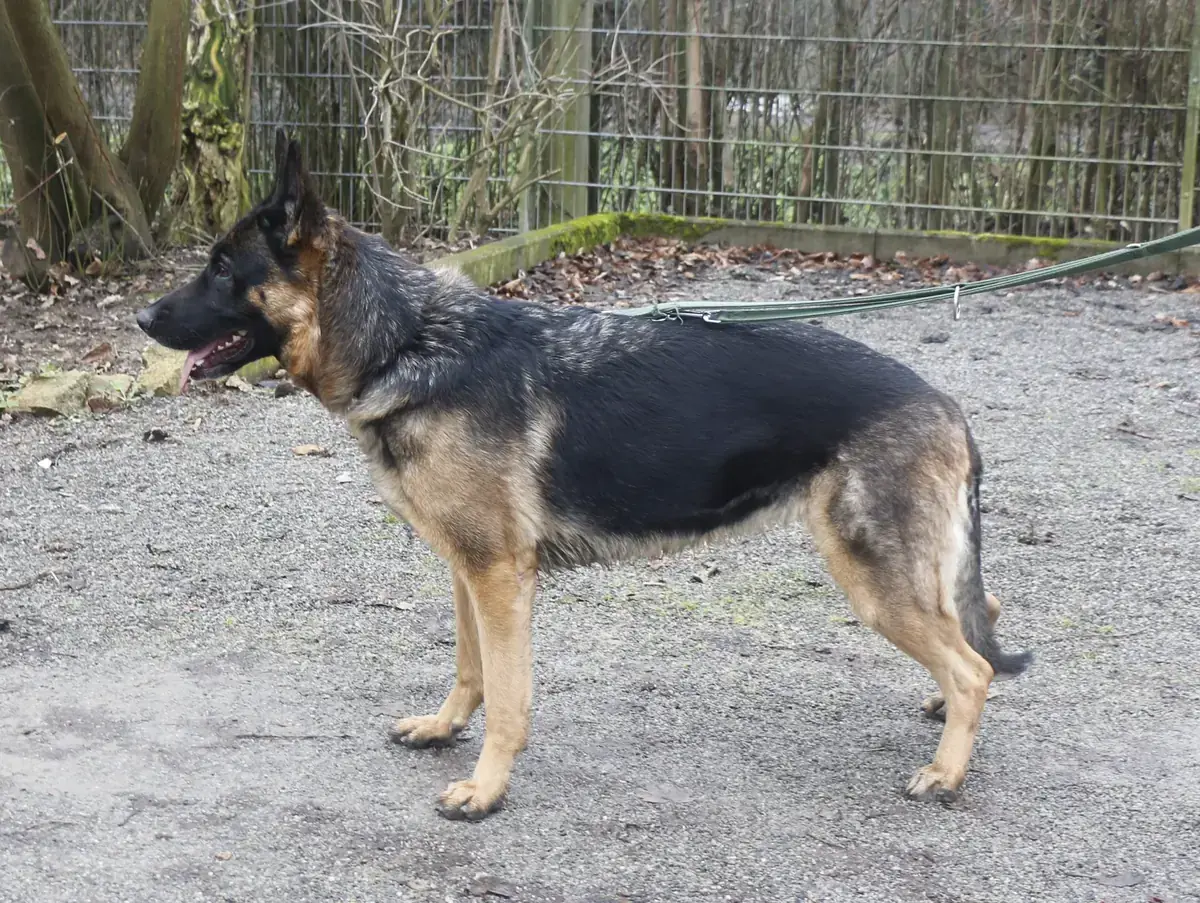 Ida - Deutscher Schäferhund - Bild 3