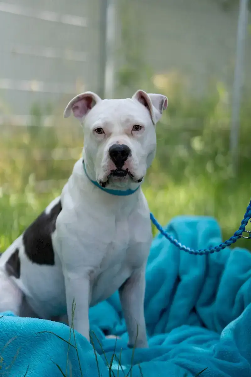 Apollo - American Staffordshire Terrier - Bild 12