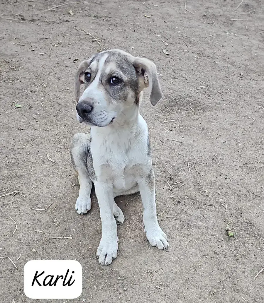 Karli -  - Bild 1