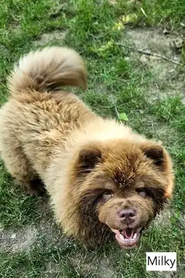 Cookie – Chow-Chow – Bild 5