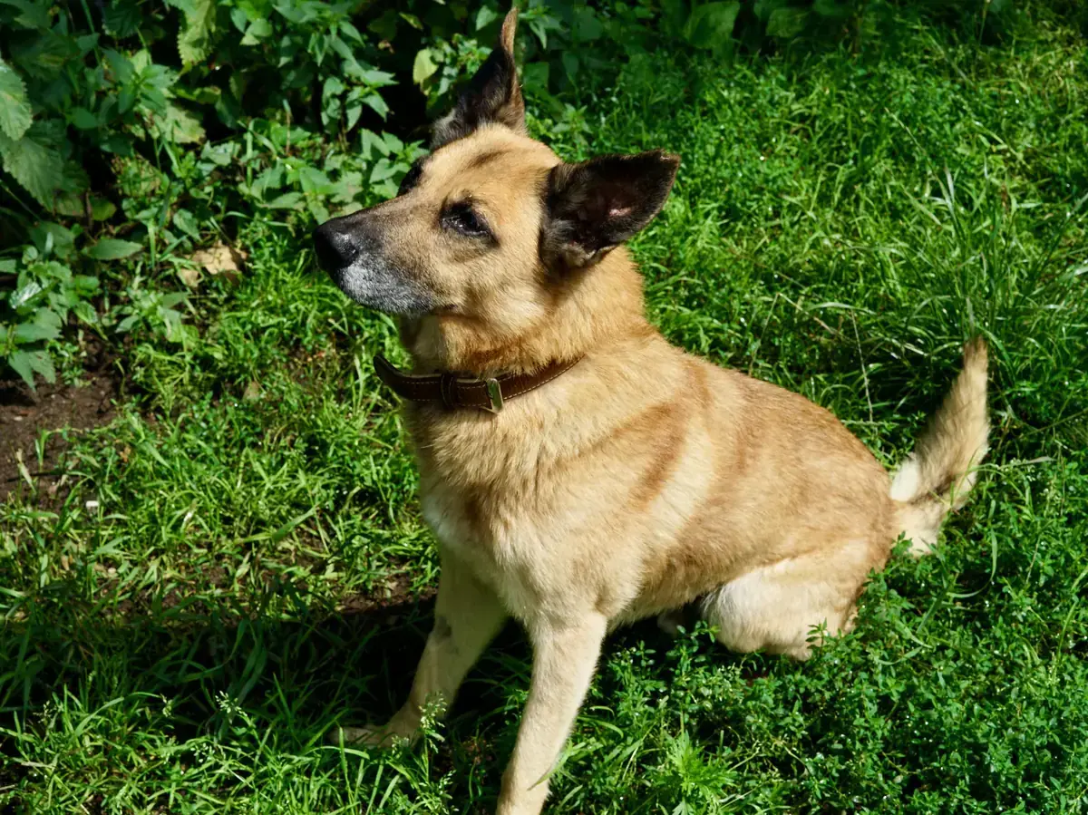 Ernie - Deutscher Schäferhund - Bild 1