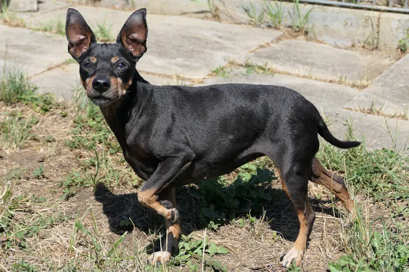 Lea - Zwergpinscher - Bild 2