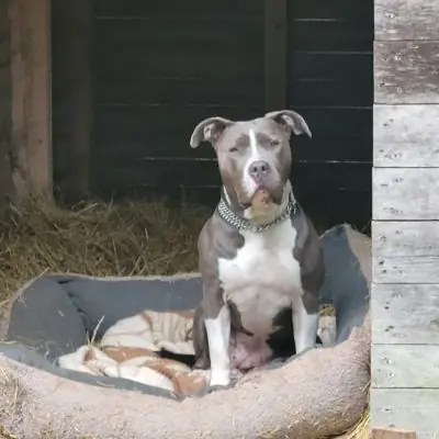 American Staffordshire Terrier Lotta