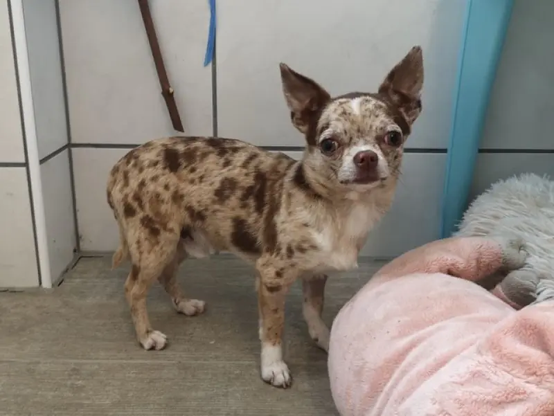 Hugo - Chihuahua - Bild 13