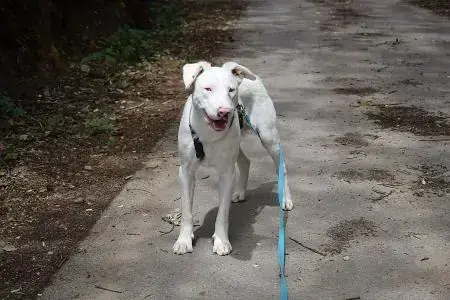 Sanji - Border Collie - Bild 3