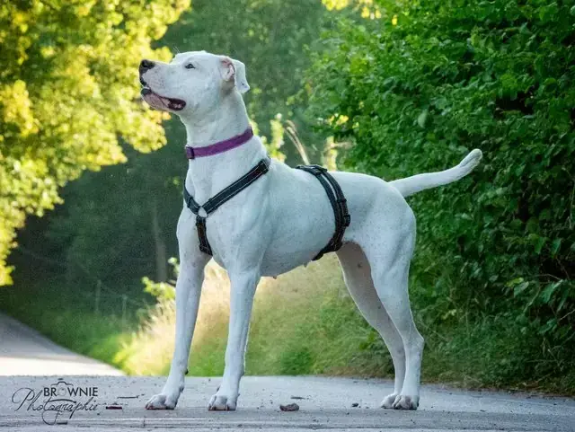 Bonny - Dogo Argentino - Bild 25