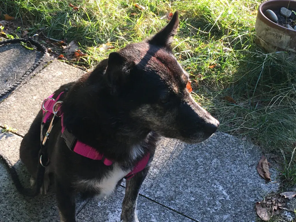 Gizma -  - Bild 2