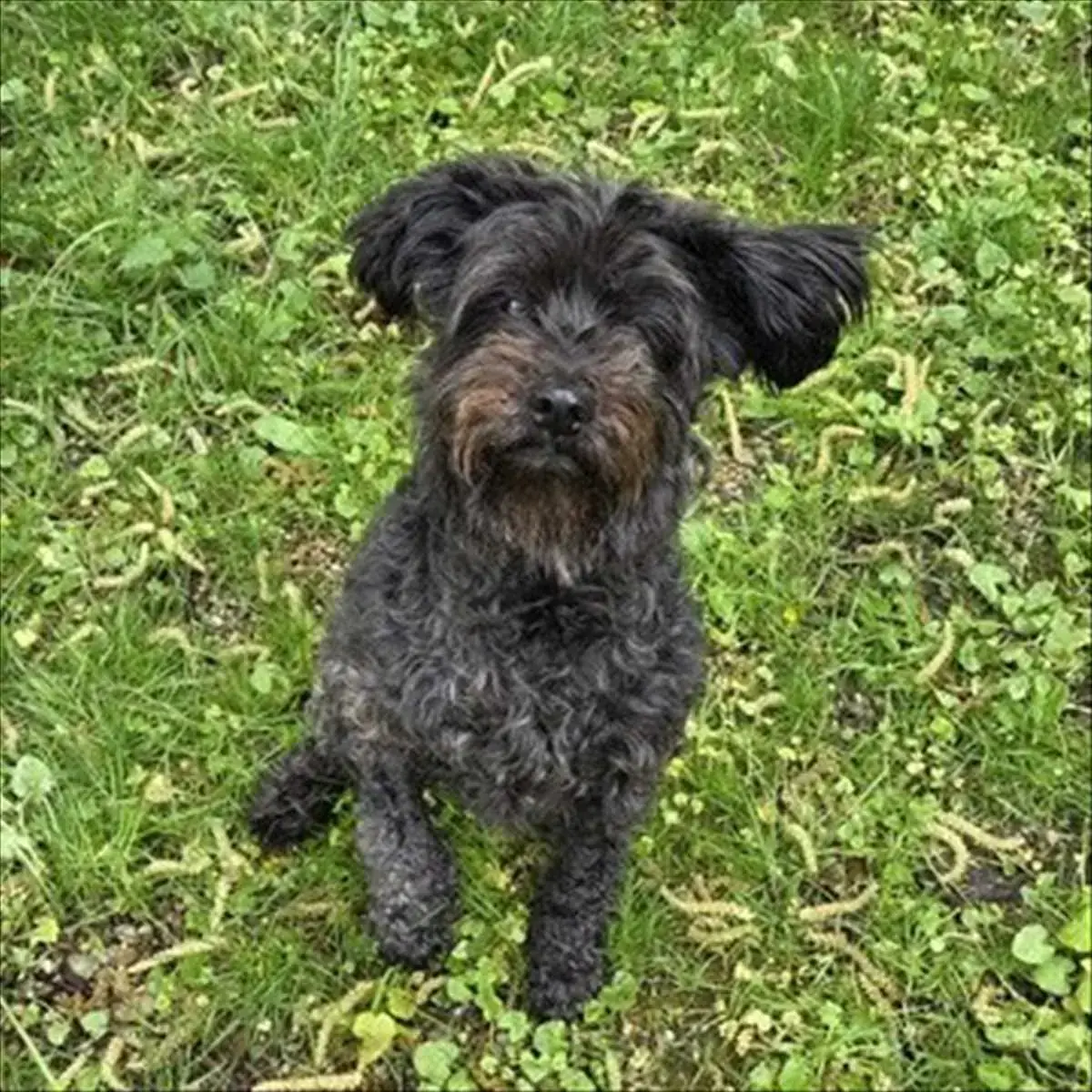 Zwergschnauzer LILI