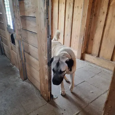 Pascha - Kangal-Hirtenhund - Bild 4