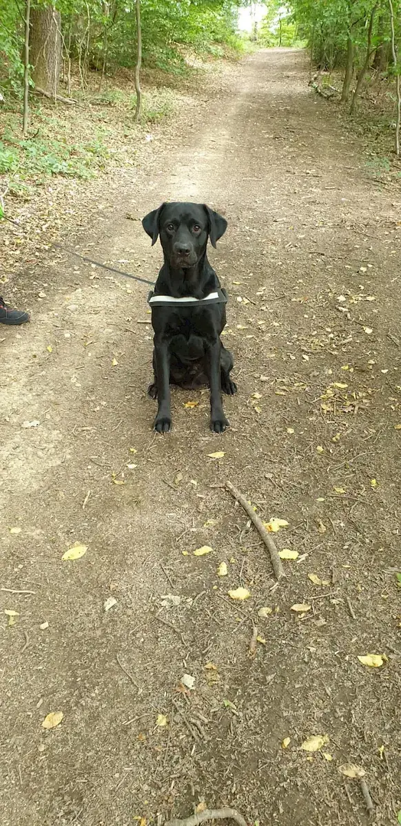 Spike - Labrador Retriever - Bild 3