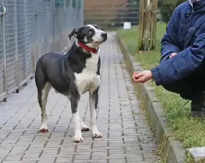 Buddy – Hund – Bild 12