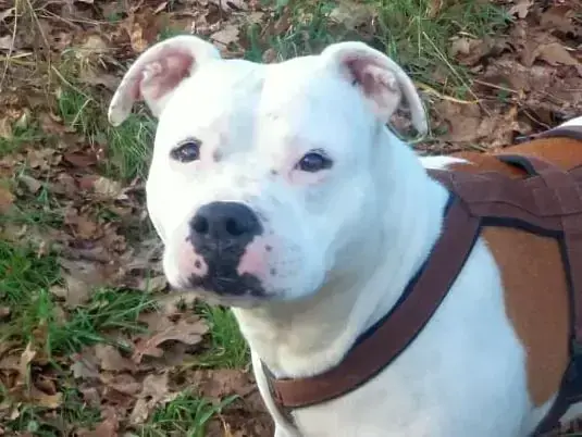American Staffordshire Terrier-Mix Püppi