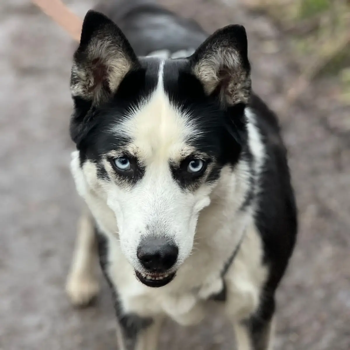 Nelly - Siberian Husky - Bild 1