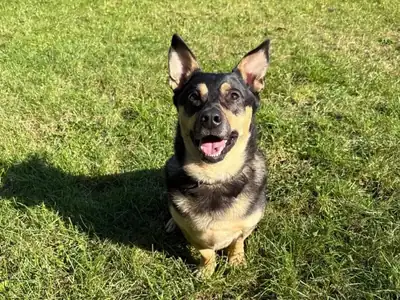Rocky – Mischling – Bild 2