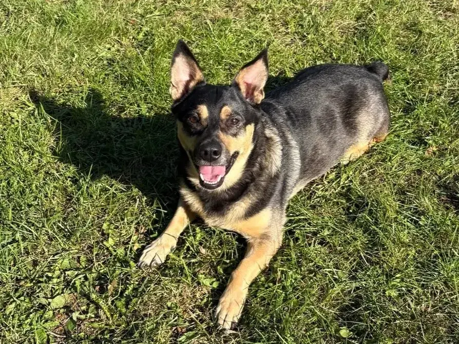 Rocky -  - Bild 1