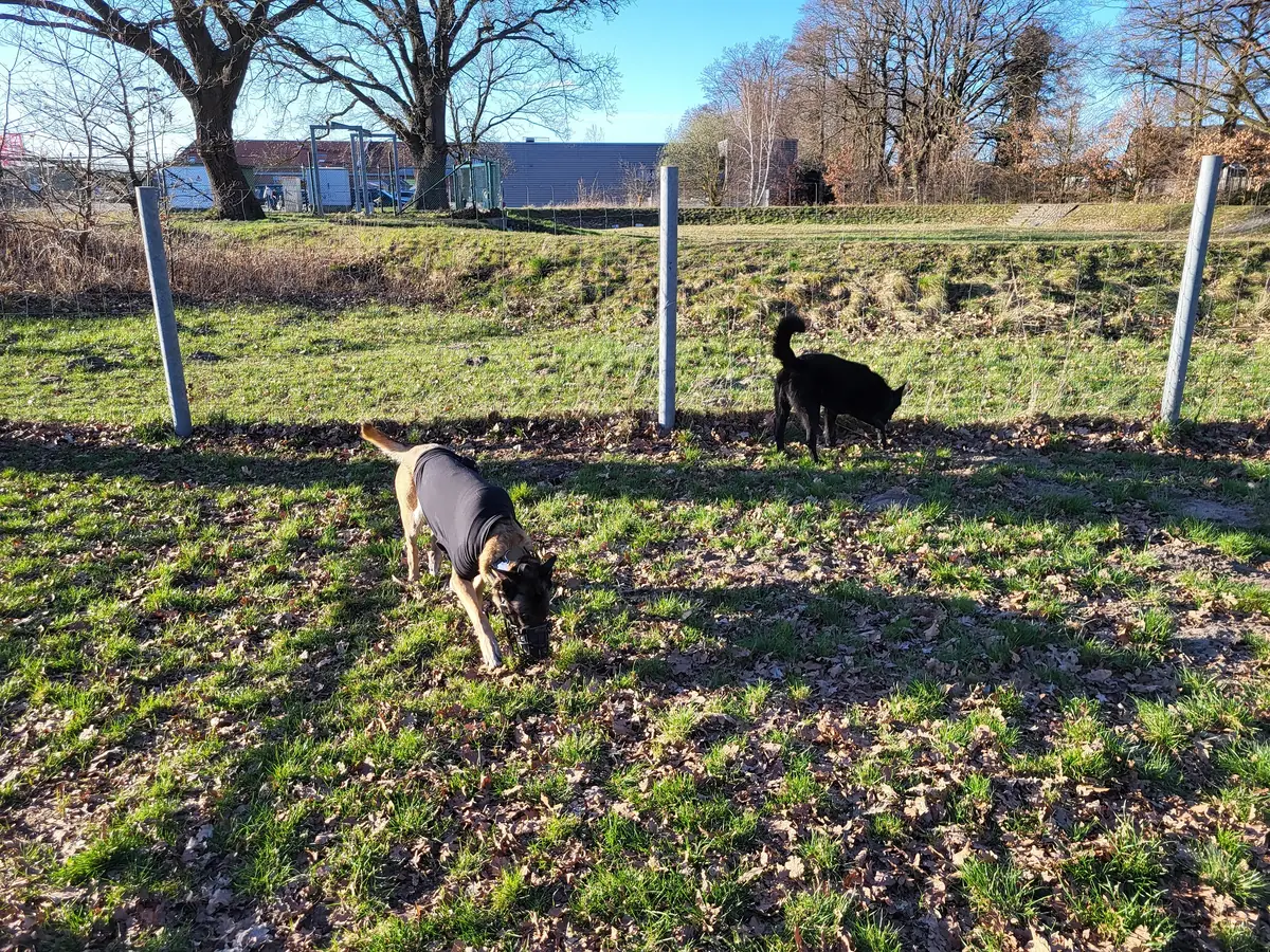 Kuroo - Deutscher Schäferhund - Bild 3