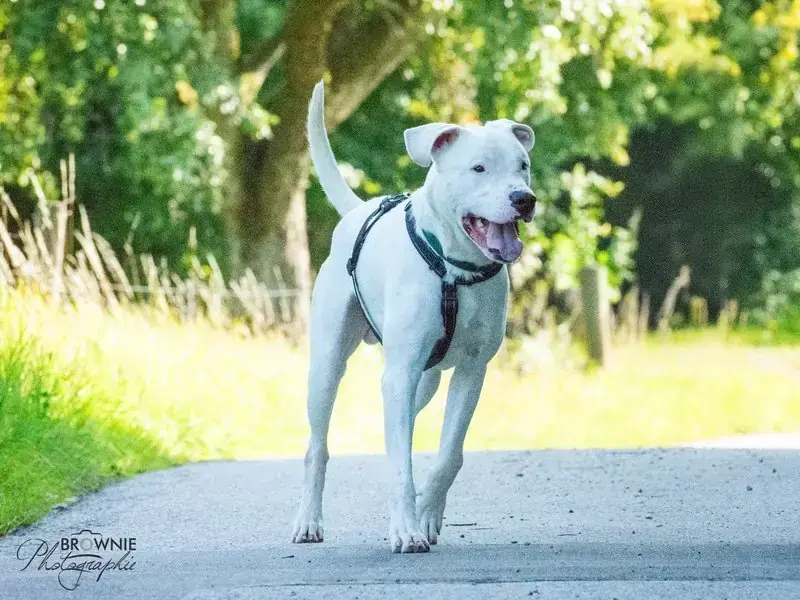 Bones - Dogo Argentino - Bild 12