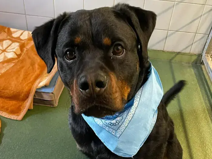 Han Solo - Rottweiler - Bild 2