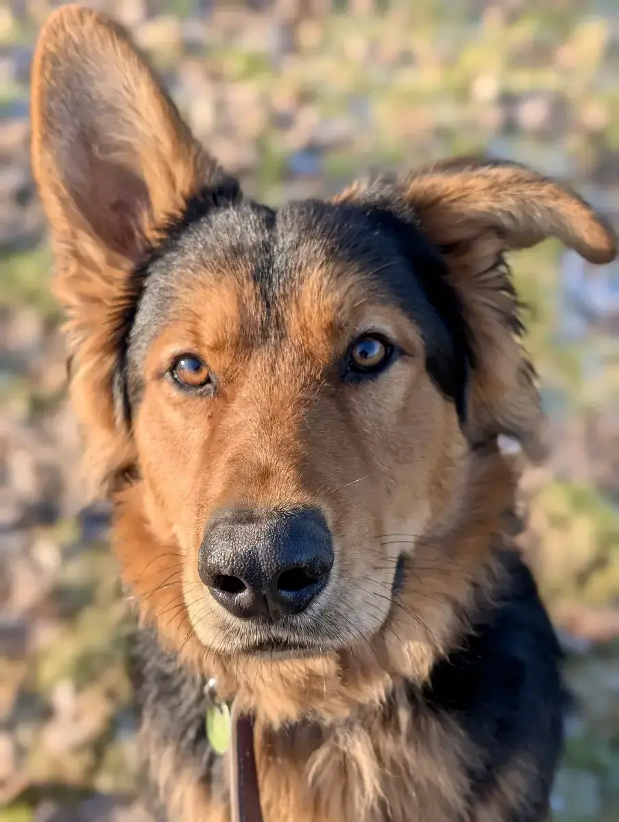 Joschi - Deutscher Schäferhund - Bild 6