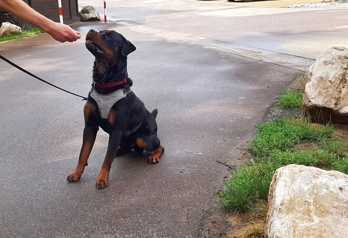 Amigo - Rottweiler - Bild 17