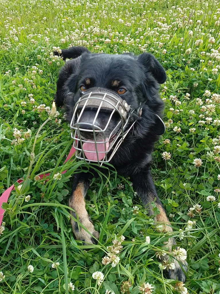 Arthus - Deutscher Schäferhund - Bild 3