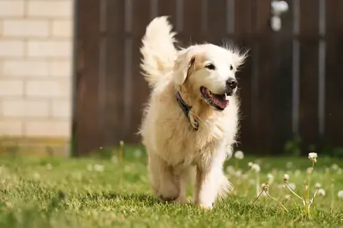 Bailey - Golden Retriever - Bild 2