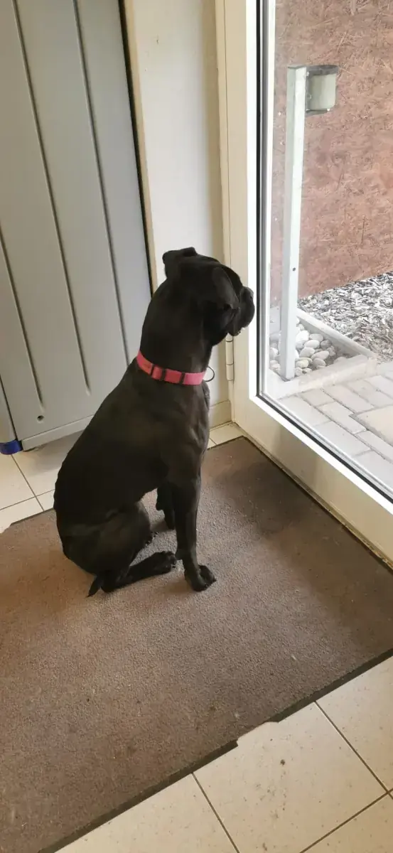 Bonnie - Cane Corso Italiano - Bild 3