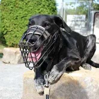 Neo - Labrador Retriever - Bild 3