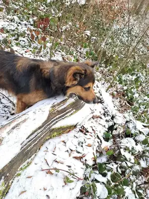 Rocky – Mischling – Bild 3