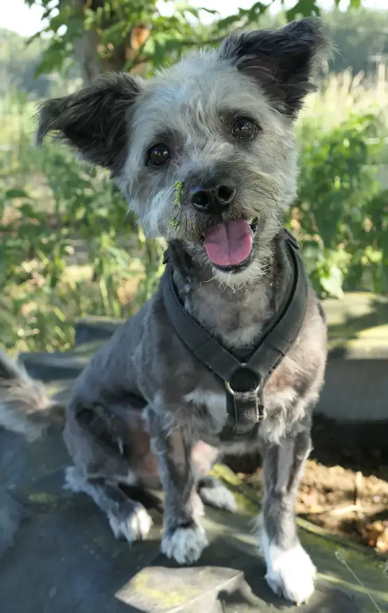 Rudi -  - Bild 2