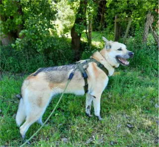 Stella -  - Bild 2