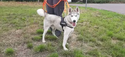 Ice – Siberian Husky – Bild 11