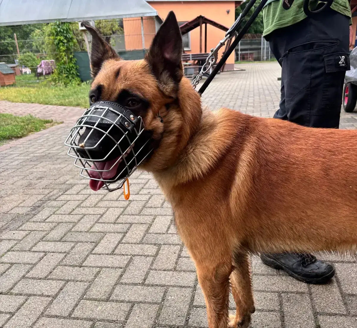 Malonois -  - Bild 1